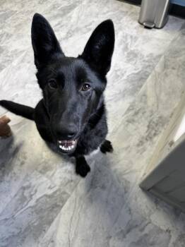 German Shepherd Dog Dogs Available for Adoption - Hunny | PetCurious