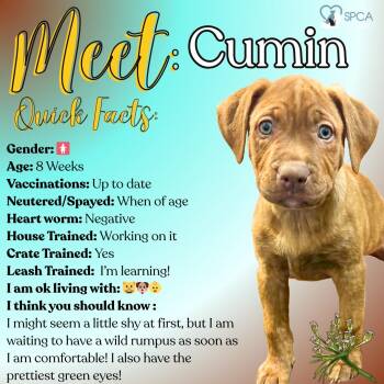 Labrador Retriever Dogs Available for Adoption - Cumin | PetCurious
