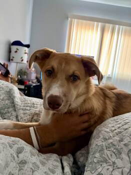 ACE -  Australian Shepherd and Pit Bull Terrier Dog for Adoption in Los Angeles, California - ACE | PetCurious