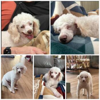 Ginger Ale -  Miniature Poodle Dog for Adoption in Zionsville, Indiana - Ginger Ale | PetCurious