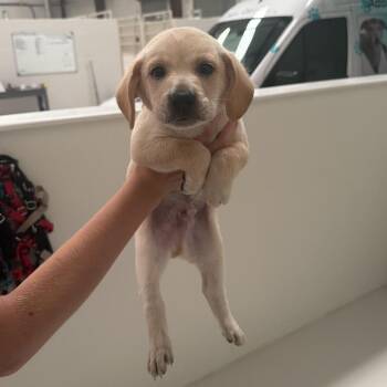 Bean -  Labrador Retriever Dog for Adoption in Chicago, Illinois - Bean | PetCurious