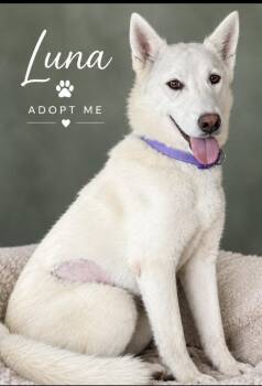 Luna -  Husky Dog for Adoption in Fenton, Missouri - Luna | PetCurious