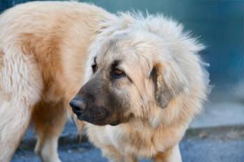 Great Pyrenees and Shepherd Dogs Available for Adoption - Nicko | PetCurious
