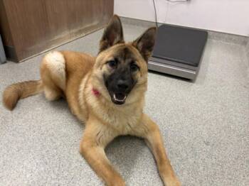 German Shepherd Dog and Chow Chow Dogs Available for Adoption in Loveland, Colorado - KALLIE | PetCurious