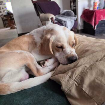 Washington -  Beagle Dog for Adoption in Las Vegas, Nevada - Washington | PetCurious