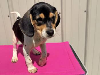 Beagle Dogs Available for Adoption in Logan, Ohio - Hope | PetCurious