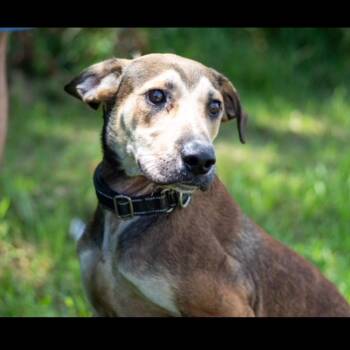 Loco -  Mixed Breed Dog for Adoption in Lake Jackson, Texas - Loco | PetCurious