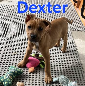 Pit Bull Terrier and American Staffordshire Terrier Dogs Available for Adoption - Dexter | PetCurious