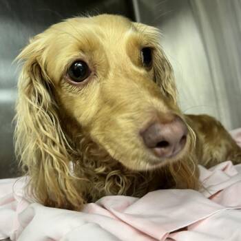 Heidi -  Dachshund Dog for Adoption in Uniontown, Pennsylvania - Heidi | PetCurious