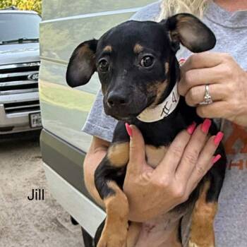 Rescue Chihuahua Dogs for Adoption in Spring, Texas - Jill | PetCurious