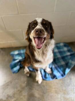 Border Collie Dogs Available for Adoption - Jameson | PetCurious
