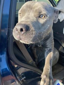 Tip Toes -  Mixed Breed Dog for Adoption in Cincinnati, Ohio - Tip Toes | PetCurious