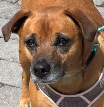 MISSY -  Boxer Dog for Adoption in Elizabethton, Tennessee - MISSY | PetCurious
