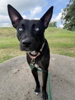 Cecilia -  Pit Bull Terrier and Mixed Breed Dog for Adoption in Kansas City, Missouri - Cecilia | PetCurious