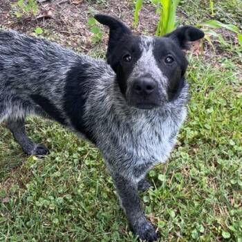 Australian Cattle Dog Blue Heeler Dogs Available for Adoption - Nala | PetCurious