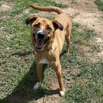 Ford- In Foster! -  Shepherd and Mixed Breed Dog for Adoption in Flagstaff, Arizona - Ford- In Foster! | PetCurious