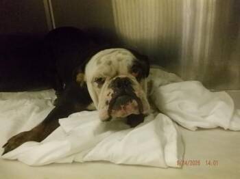 PEONY -  English Bulldog Dog for Adoption in Doral, Florida - PEONY | PetCurious
