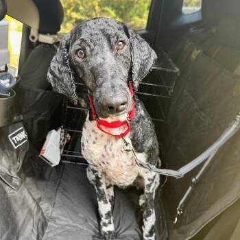 Rescue Standard Poodle Dogs for Adoption in Sandy Springs, Georgia - Haymitch | PetCurious