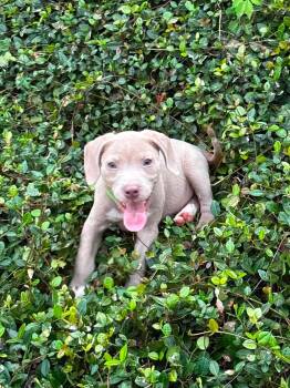 Espresso -  Pit Bull Terrier Dog for Adoption in Glocester, Rhode Island - Espresso | PetCurious