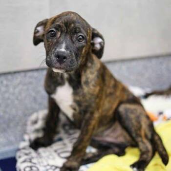 Sadie -  Labrador Retriever and Mixed Breed Dog for Adoption in Atlanta, Georgia - Sadie | PetCurious