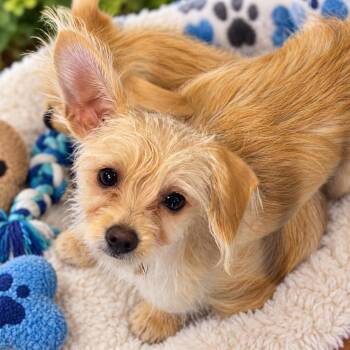 Goldie -  Terrier Dog for Adoption in Antioch, California - Goldie | PetCurious