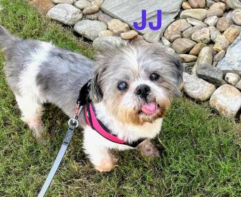 JJ -  Shih Tzu Dog for Adoption in Greenville, South Carolina - JJ | PetCurious