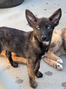 Sweet Spot -  Australian Cattle Dog Blue Heeler Dog for Adoption in Fort Lupton, Colorado - Sweet Spot | PetCurious