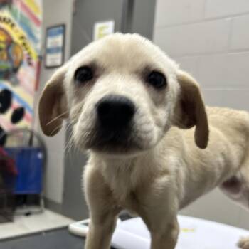 Labrador Retriever Dogs Available for Adoption in Lufkin, Texas - Tolly | PetCurious