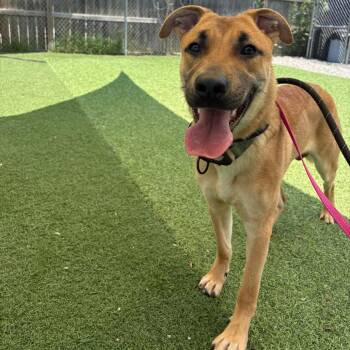 Doug -  Mixed Breed Dog for Adoption in Batavia, Ohio - Doug | PetCurious