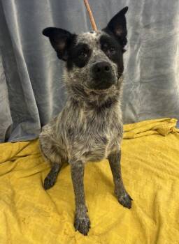 Shadow -  Australian Cattle Dog Blue Heeler Dog for Adoption in Osage Beach, Missouri - Shadow | PetCurious