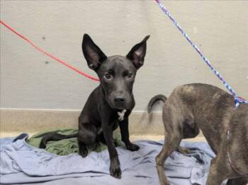 LOSO -  Belgian Shepherd Malinois Dog for Adoption in Las Vegas, Nevada - LOSO | PetCurious