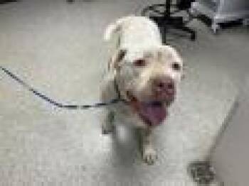 SABOT -  Pit Bull Terrier and Mastiff Dog for Adoption in Visalia, California - SABOT | PetCurious