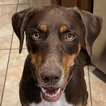Rescue Doberman Pinscher and Mixed Breed Dogs for Adoption in Phoenix, Arizona - Reese | PetCurious