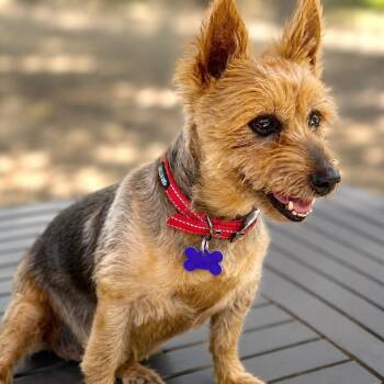 Emily -  Australian Terrier Dog for Adoption in Boerne, Texas - Emily | PetCurious