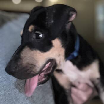 Apollo -  American Staffordshire Terrier Dog for Adoption in Liverpool, Texas - Apollo | PetCurious