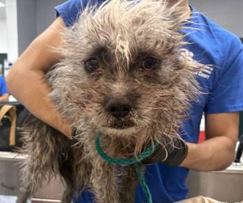 Terrier Dogs Available for Adoption in Thousand Palms, California - DALEK | PetCurious