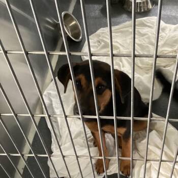 Ann -  German Shepherd Dog Dog for Adoption in Montgomery, Alabama - Ann | PetCurious