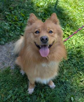 Zeus -  Pomsky Dog for Adoption in New Windsor, New York - Zeus | PetCurious