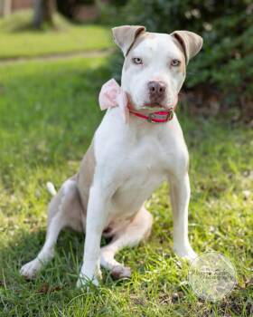 Cheesecake -  American Staffordshire Terrier and Labrador Retriever Dog for Adoption in Tuscaloosa, Alabama - Cheesecake | PetCurious