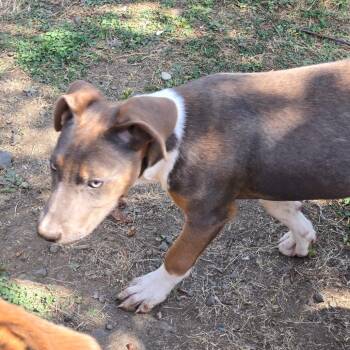 Bat boy -  Pit Bull Terrier Dog for Adoption in Oakville, Washington - Bat Boy | PetCurious