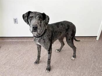Catahoula Leopard Dog and Plott Hound Dogs Available for Adoption in Brentwood, Missouri - OPALITE | PetCurious