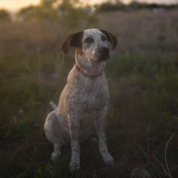 Australian Cattle Dog Blue Heeler and Bluetick Coonhound Dogs Available for Adoption - London Fog | PetCurious