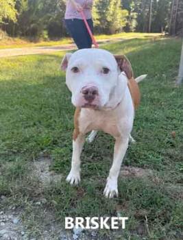 Brisket -  American Bulldog and Pit Bull Terrier Dog for Adoption in Washington, Georgia - Brisket | PetCurious