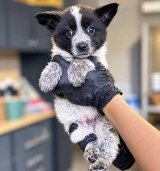 Ace -  Australian Cattle Dog Blue Heeler and Great Pyrenees Dog for Adoption in Sandy Hook, Manitoba - Ace | PetCurious