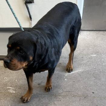 Anna -  Mixed Breed Dog for Adoption in Las Cruces, New Mexico - Anna | PetCurious