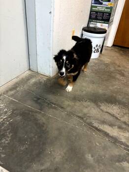 Australian Shepherd and Mixed Breed Dogs Available for Adoption in Severance, Colorado - Dolly | PetCurious