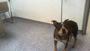 Australian Cattle Dog Blue Heeler Dogs Available for Adoption in Charlotte, North Carolina - A1264255 | PetCurious