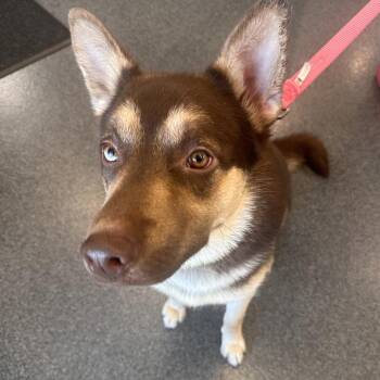 Mixed Breed Dogs Available for Adoption in Allentown, Pennsylvania - LVH-Stray-13397 | PetCurious