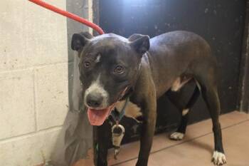 BOONE -  Mixed Breed Dog for Adoption in Columbia, South Carolina - BOONE | PetCurious