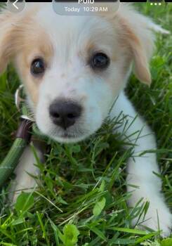 Australian Shepherd and Border Collie Dogs Available for Adoption in Bristol, Wisconsin - Rob | PetCurious
